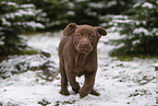 young brown Labrador