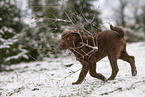 young brown Labrador