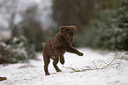 young brown Labrador