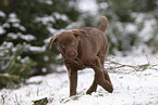 young brown Labrador