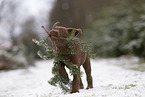 young brown Labrador