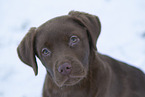 young brown Labrador