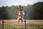 blonde Labrador Retriever