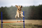 blonde Labrador Retriever