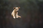 blonde Labrador Retriever