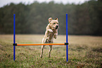 blonde Labrador Retriever