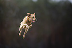 blonde Labrador Retriever