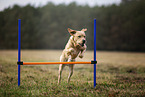 blonde Labrador Retriever