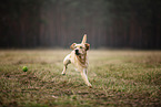blonde Labrador Retriever