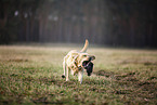 blonde Labrador Retriever