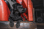 young black Labrador