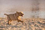 Labrador puppy