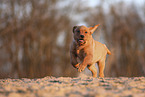 Labrador puppy