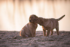 Labrador puppy