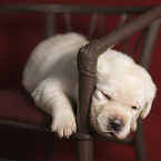 Labrador puppy