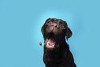 Labrador Retriever Portrait