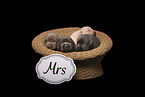 4 Labrador Retriever Babies
