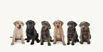 6 Labrador Retriever Puppies