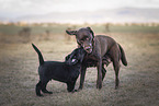 2 Labrador Retriever