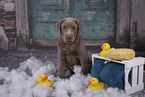 Labrador Retriever Puppy