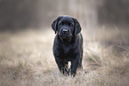 Labrador Retriever Puppy