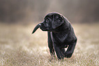 Labrador Retriever Puppy