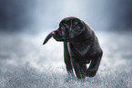 Labrador Retriever Puppy