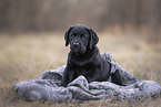 Labrador Retriever Puppy
