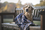 male Labrador Retriever