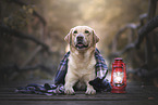 male Labrador Retriever
