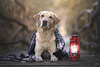 male Labrador Retriever