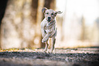 young blonde Labrador Retriever