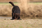 male Labrador Retriever