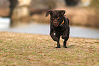male Labrador Retriever
