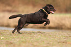 male Labrador Retriever