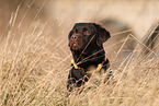 male Labrador Retriever