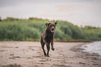 Labrador Retriever at the beach