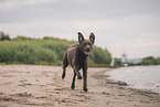 Labrador Retriever at the beach