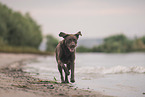 Labrador Retriever at the beach