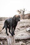 male Labrador Retriever