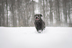 female Labrador Retriever