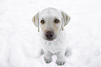 Labrador Retriever Puppy