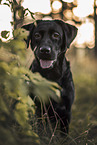 adult Labrador Retriever