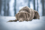 male Labrador Retriever