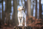 Labrador Retriever Puppy
