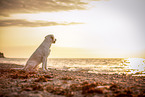 Labrador Retriever at the beach