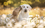 2 Labrador Retriever