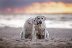 2 Labrador Retriever