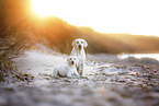 2 Labrador Retriever