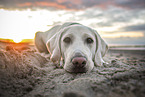 Labrador Retriever at the beach